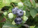 PBR Blueberry (Vaccinium corymbosum x Vaccinium angustifolium x Vaccinium uliginosum) ARTO - Tutifruti, s.r.o. (SK)