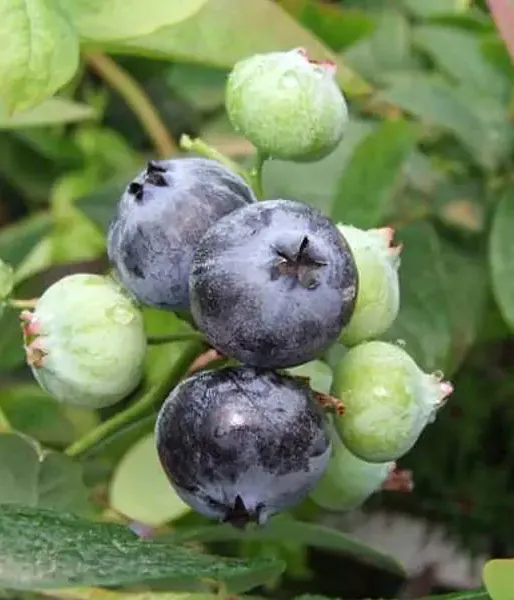 PBR Blueberry (V. corymbosum x V. angustifolium x V. uliginosum) ARTO