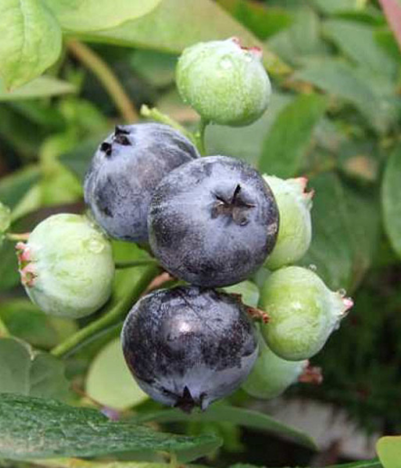 PBR Čučoriedka (Vaccinium corymbosum x Vaccinium angustifolium x Vaccinium uliginosum) ARTO - Tutifruti, s.r.o. (SK)