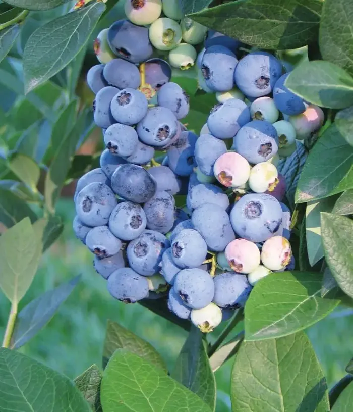 Heidelbeere (Vaccinium corymbosum) AURORA - Tutifruti, s.r.o.