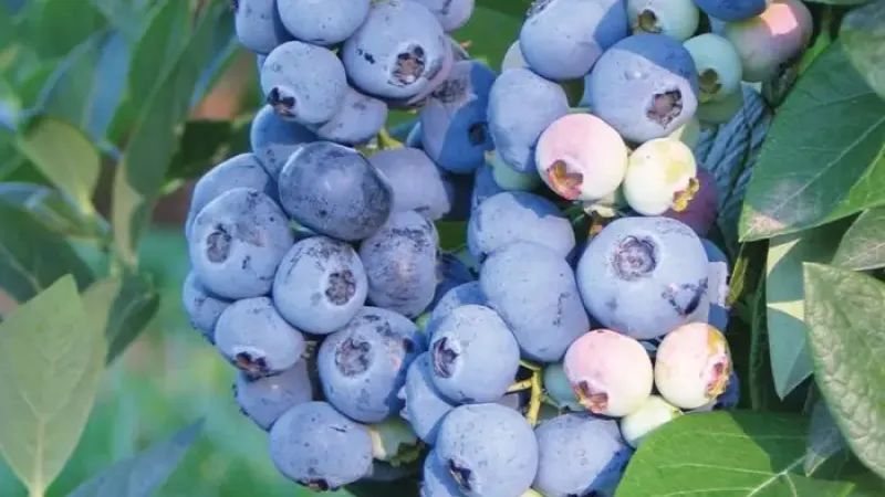 Šľachtiteľský triumf z Michiganu: Predstavujeme licencované čučoriedky 'Huron', 'Draper' a 'Aurora'