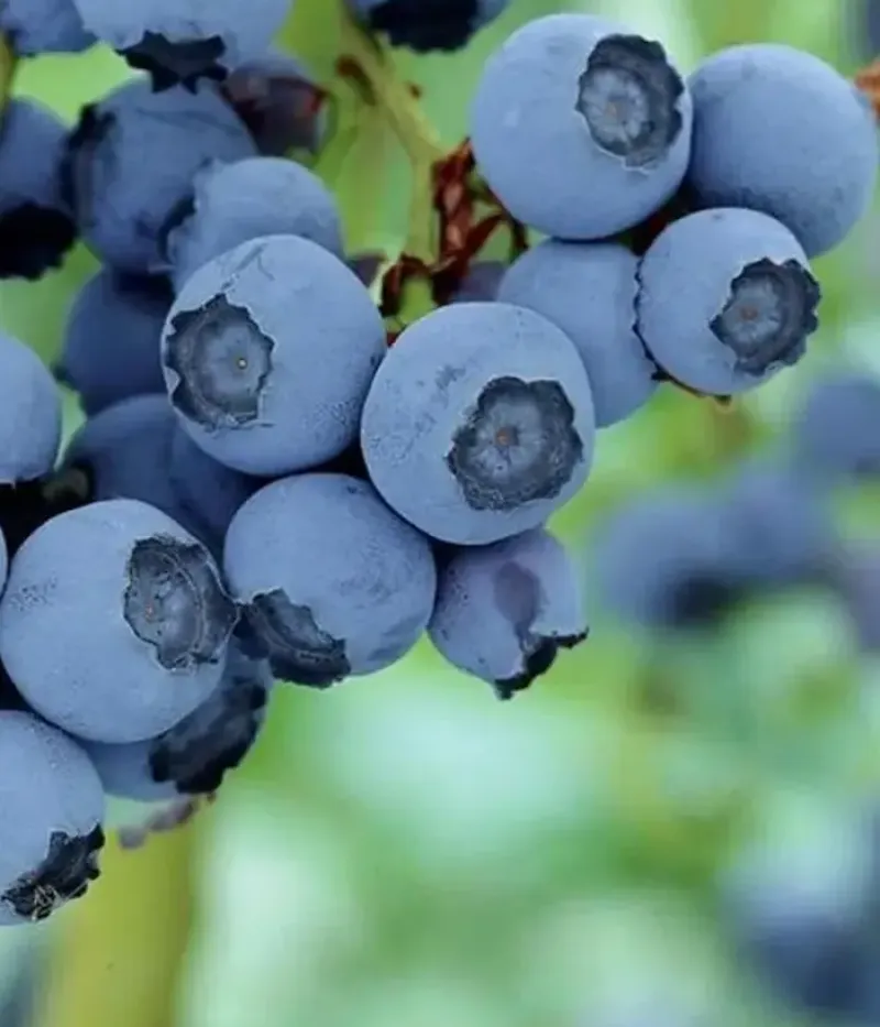 Čučoriedka (Vaccinium corymbosum) BABY BLUES - Tutifruti, s.r.o.