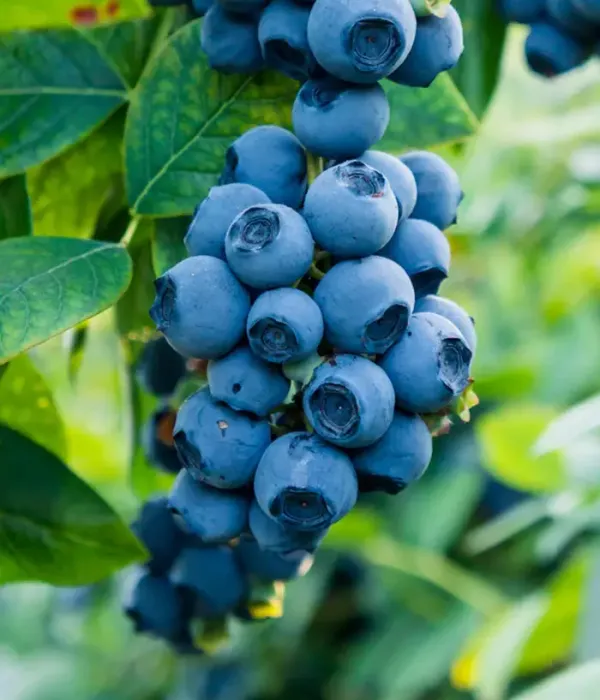 Čučoriedka (Vaccinium corymbosum x Vaccinium darrowii) BILOXI