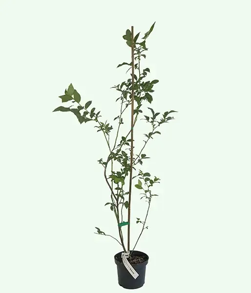 Blueberry (Vaccinium corymbosum) BLUECROP - Tutifruti SK