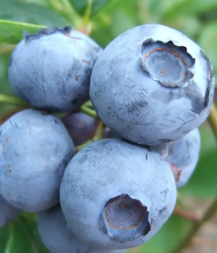 Čučoriedka (Vaccinium corymbosum) BLUEGOLD - Tutifruti, s.r.o.