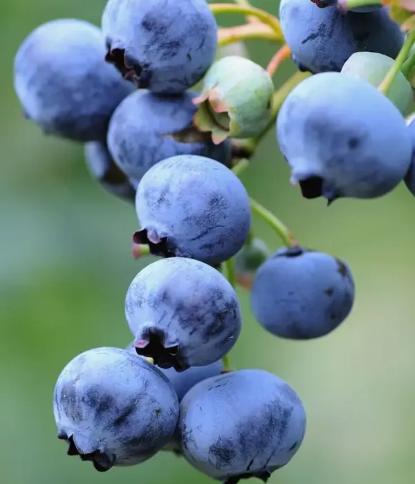 Čučoriedka (Vaccinium corymbosum) BLUEJAY
