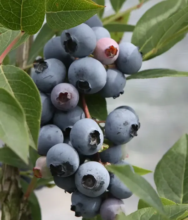 Čučoriedka (Vaccinium corymbosum) BRIGITTA BLUE