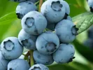 Blueberry (Vaccinium corymbosum) BLUECROP - Tutifruti SK