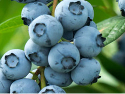 Blueberry (Vaccinium corymbosum) BLUECROP