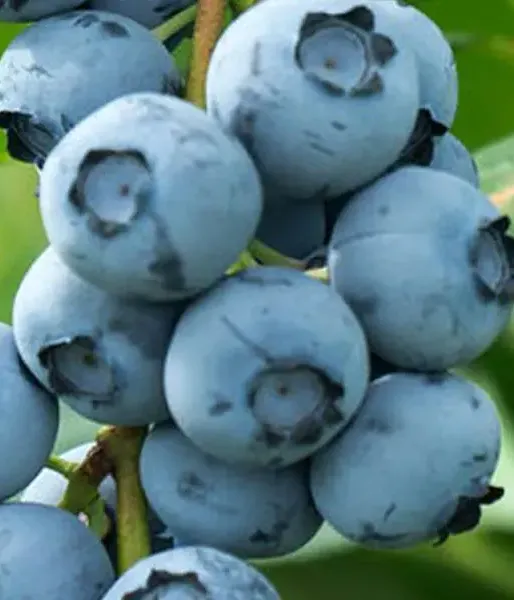 Blueberry (Vaccinium corymbosum) BLUECROP - Tutifruti SK