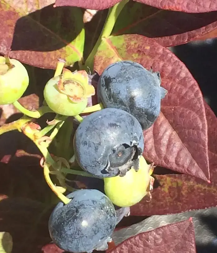 Čučoriedka (Vaccinium corymbosum) CABERNET SPLASH - Tutifruti, s.r.o.