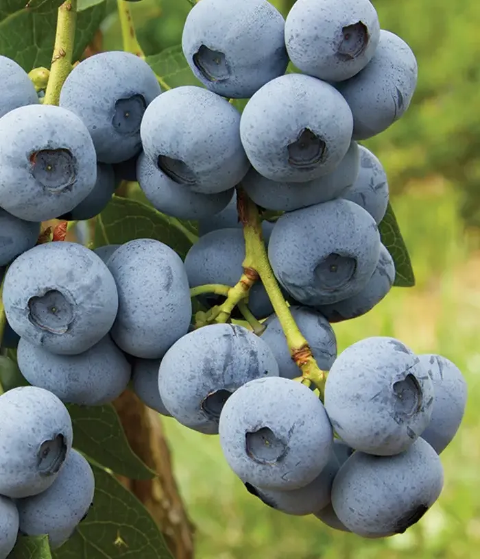 Čučoriedka (Vaccinium corymbosum) CALYPSO PBR - Tutifruti, s.r.o.