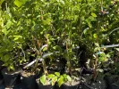 Blueberry (Vaccinium corymbosum x Vaccinium darrowii) CAPE FEAR - Tutifruti SK