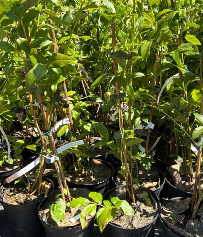 Čučoriedka (Vaccinium corymbosum x Vaccinium darrowii) SUNSHINE BLUE - Tutifruti, s.r.o. (SK)