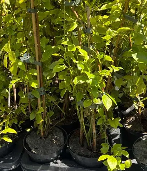 Čučoriedka (Vaccinium virgatum) CENTURION® 