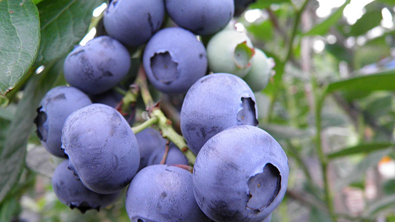 Od lesných mokradí po globálne supermarkety: Komplexný príbeh domestikácie, adaptácie a genetiky rodu Vaccinium