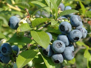 Large and capable healthy blueberries: be sure to reach for these varieties