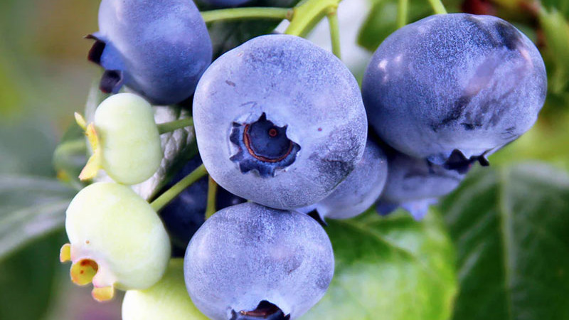 Tajomstvo veľkých plodov odhalené: Univerzálny návod na majstrovský rez čučoriedok