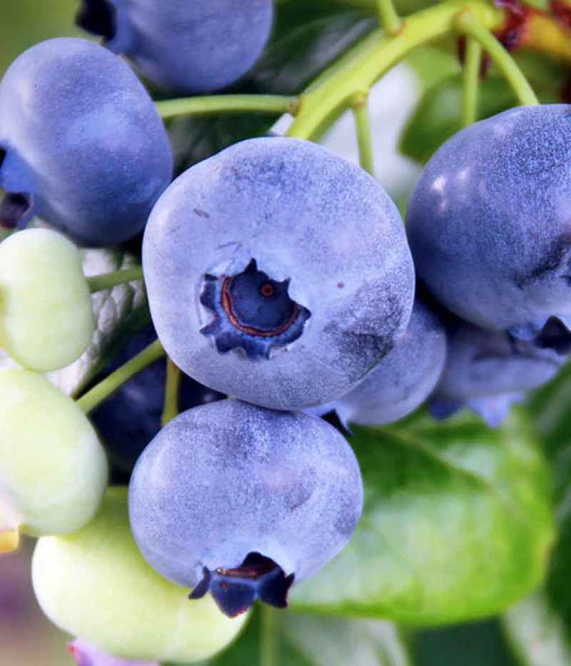 Čučoriedka (Vaccinium virgatum) CLIMAX® - Tutifruti SK