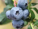 Blueberry (Vaccinium corymbosum x Vaccinium darrowii) COOPER - Tutifruti SK