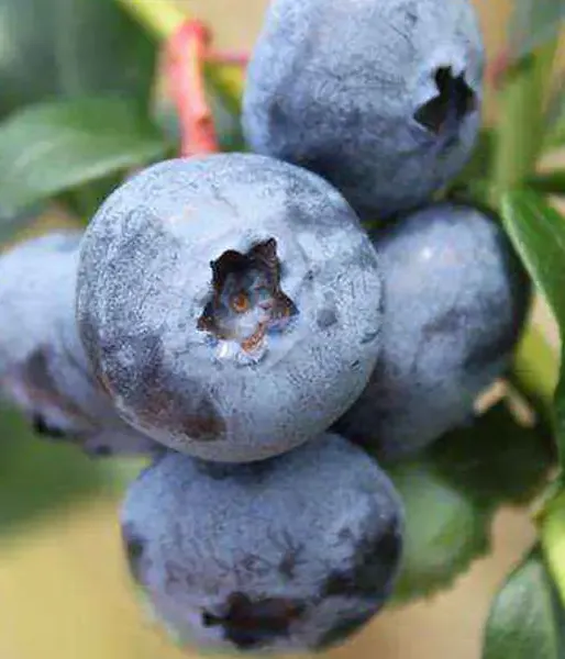 Blueberry (Vaccinium corymbosum x Vaccinium darrowii) COOPER