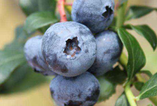 Mulčovanie a mykoríza: Kľúč k úspechu pri čučoriedkach