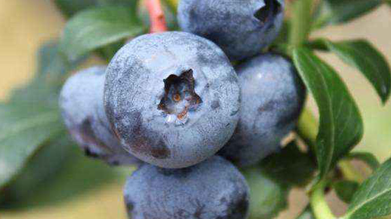 Mulčovanie a mykoríza: Kľúč k úspechu pri čučoriedkach