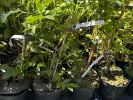 Blueberry (Vaccinium corymbosum x Vaccinium darrowii) COOPER - Tutifruti SK