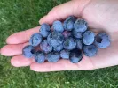 Blueberry (Vaccinium corymbosum) Hannah Choice - Tutifruti SK