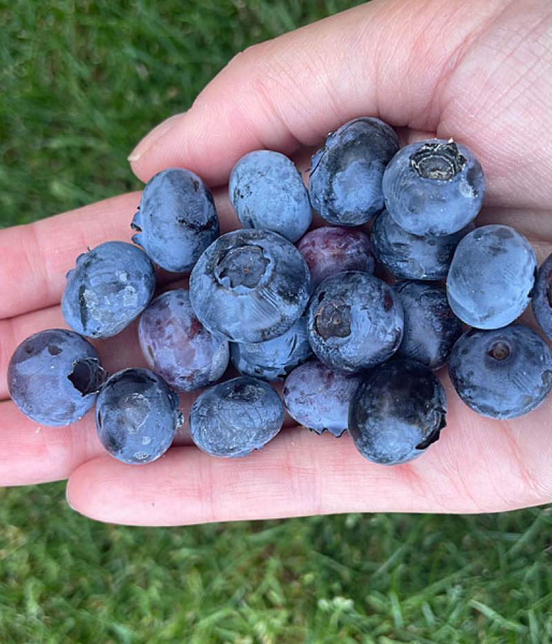 Čučoriedka (Vaccinium corymbosum) Hannah Choice - Tutifruti SK