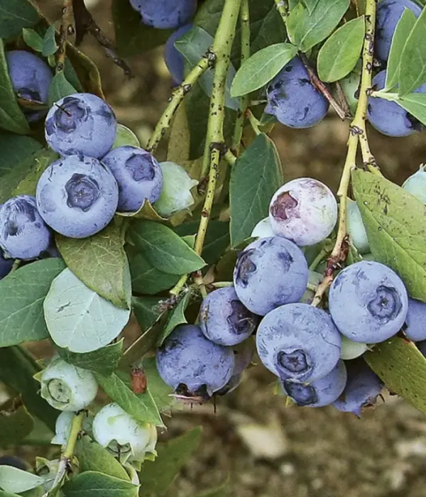 Čučoriedka (Vaccinium corymbosum x Vaccinium darrowii) SUZIBLUE