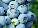 Čučoriedka (Vaccinium corymbosum x Vaccinium darrowii) ALIX BLUE™