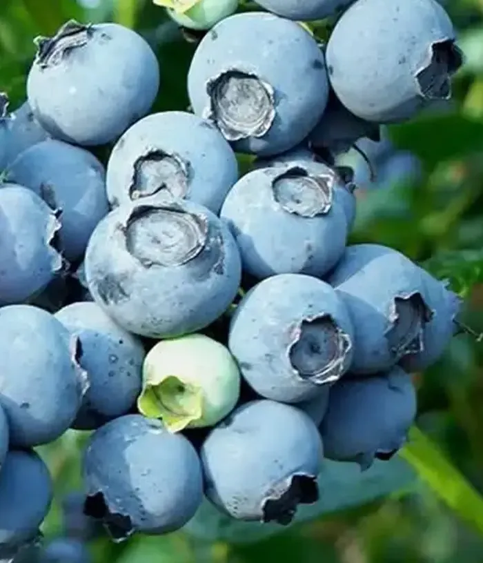 Čučoriedka (Vaccinium corymbosum x Vaccinium darrowii) ALIX BLUE™