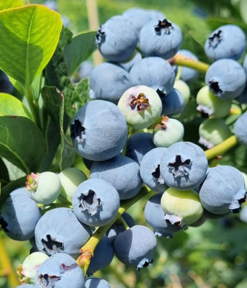 Blueberry (Vaccinium corymbosum) DARROW - Tutifruti SK