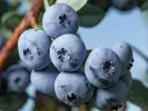 Čučoriedka (Vaccinium virgatum) DELITE - Tutifruti SK