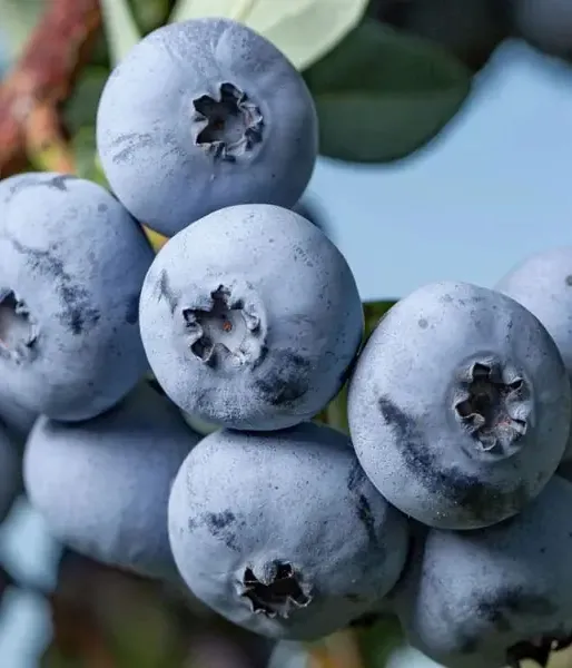 Blueberry (Vaccinium virgatum) DELITE