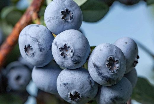 Stručný manuál profesionála: Cielené hnojenie čučoriedok pre maximálnu úrodu