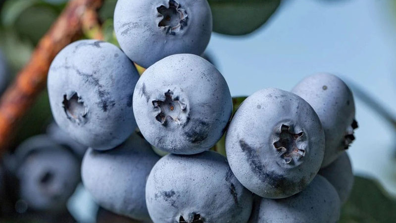 Stručný manuál profesionála: Cielené hnojenie čučoriedok pre maximálnu úrodu