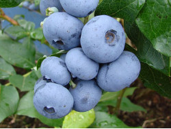 Blueberry (Vaccinium corymbosum) DENISE BLUE