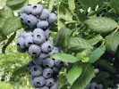 Blueberry (Vaccinium corymbosum) DRAPER - Tutifruti, s.r.o.