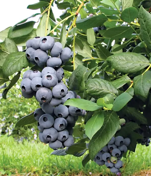 Blueberry (Vaccinium corymbosum) DRAPER