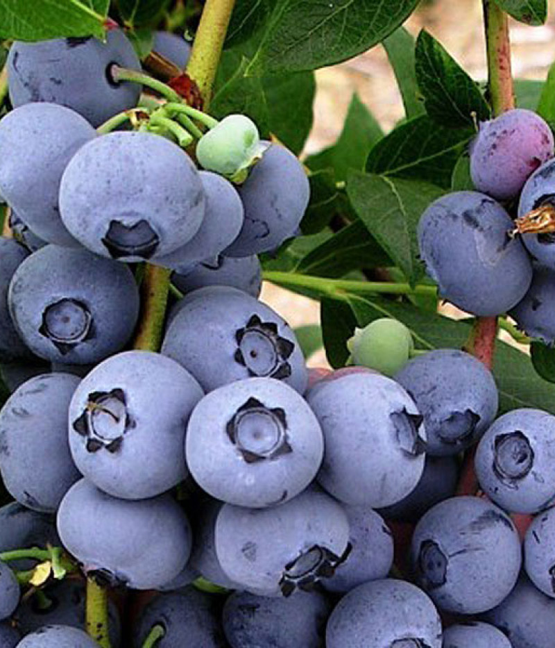 Heidelbeere (Vaccinium corymbosum) DUKE - Tutifruti SK
