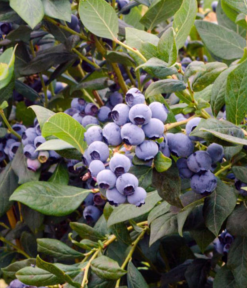 Blueberry (Vaccinium corymbosum) ELIOT - Tutifruti SK