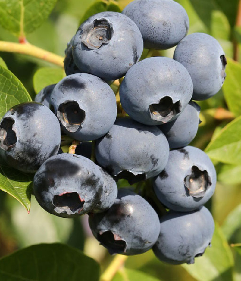 Blueberry (Vaccinium corymbosum) EMIL - Tutifruti SK