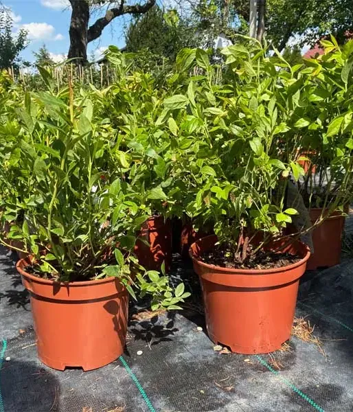 PBR Blueberry (V. corymbosum x V. angustifolium x V. uliginosum) ARTO