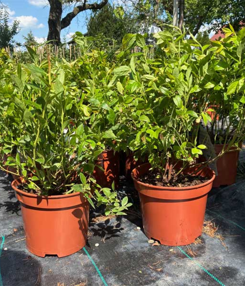 PBR Čučoriedka (Vaccinium corymbosum x Vaccinium angustifolium x Vaccinium uliginosum) ARTO - Tutifruti, s.r.o. (SK)