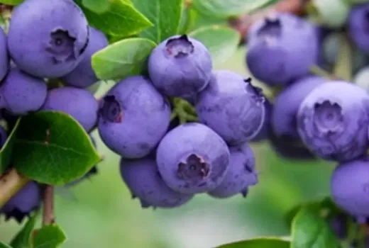 PBR odrody, Fresh Market a degustačné skóre | Ako vybrať chutnú odrodu