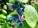 Blueberry (Vaccinium corymbosum) Hannah Choice - Tutifruti SK