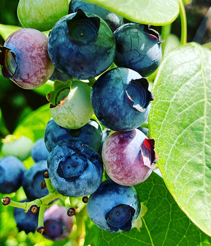 Čučoriedka (Vaccinium corymbosum) Hannah Choice - Tutifruti SK