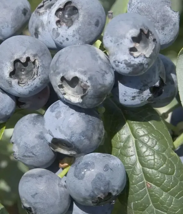 Čučoriedka (Vaccinium corymbosum) HURON